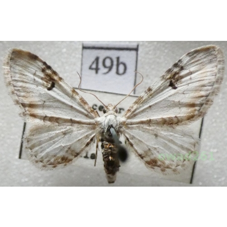 Eupithecia centaureata (Denis & Schiffermüller, 1775) Czech49b